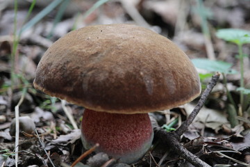Mushroom