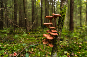 Forest toadstools in a huge forest.