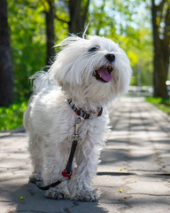 Maltese