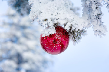 Red Christmas ball on frosty fir tree branches. Winter blur background.