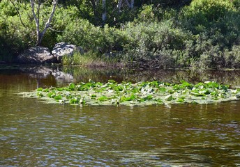 nature landscape at the pond with Lotus flowers and leaves 