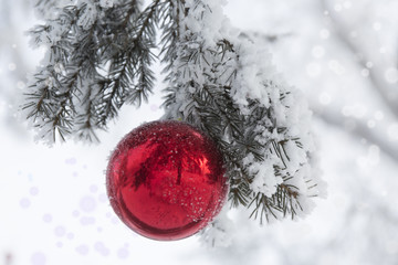 Red Christmas ball on frosty fir tree branches. Winter blur background.