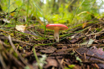 Forest toadstools in a huge forest.