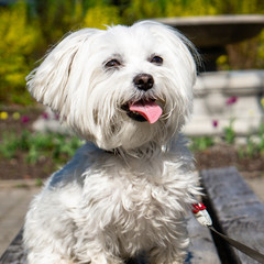 Maltese