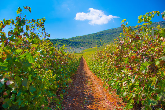 Vineyard landscape in Nemea, Peloponnese, Greece. Vineyard rows with juicy grapes ready to be harvested