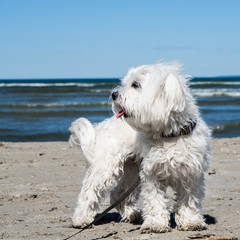 Maltese