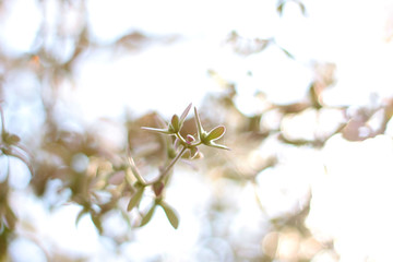 flowers and buds on a tree branch selective focus on flower petal in nature