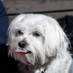 Maltese