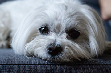 Maltese
