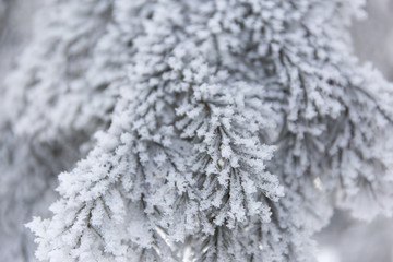 Snow-cowered fir branches. Winter blur background. Frost tree