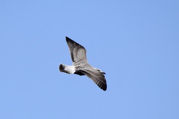 young yearling Seagull with spread wings flying in the blue sky