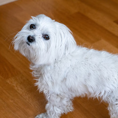 Maltese