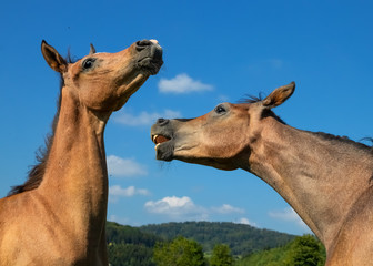 Playful interaction between two Arabian foals in front of a blue sky