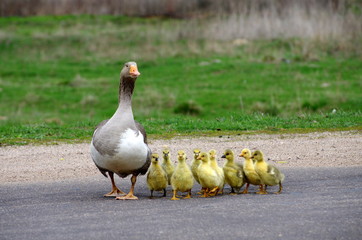 Fototapeta premium Goose family with cute goslings