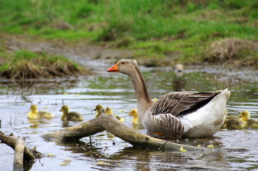 Naklejka na ściany i meble Goose family with cute goslings