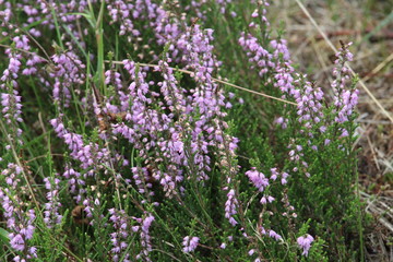 Fototapeta premium Wild Lavender