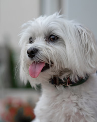 Maltese