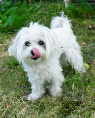 Malteser im Garten