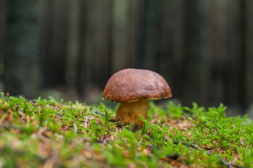 Grzyb w lesie © vempireart