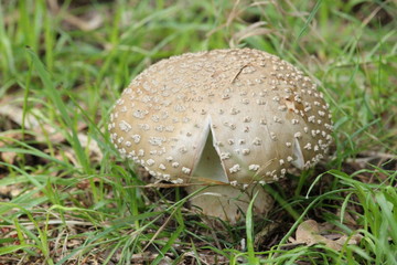 Mushroom