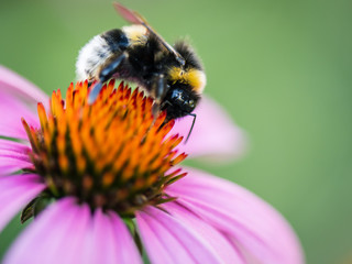 bee on a flower