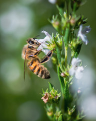 wasp feeding on a flower