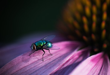 metallic multicolored fly on a flower