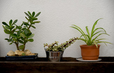 small plants in pots