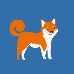 Cute colorful happy shiba inu dog smiling isolated on white background side view