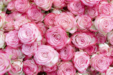 Obraz na płótnie Canvas Delicate pink tipped roses.