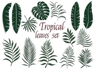 Tropical leaves set. Vector flat design isolated elements on the white background.