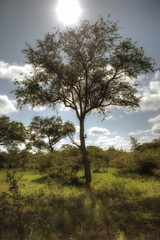 tree on South African savanna