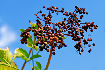 Fliederbeeren gealtert
