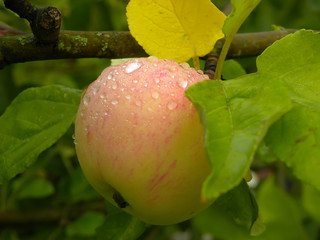 Apple with raindrops