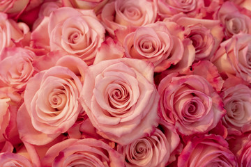 Beautiful pink roses.