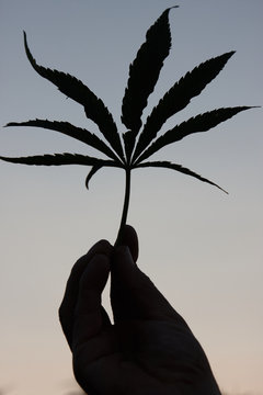 silhouette einer hand mit hanfblatt