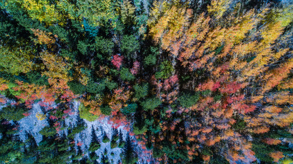 Aerial view of the autumn fall weather bringing in the changing colors of the aspen tree leaves in the Colorado mountains