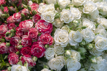 Buds of beautiful, fresh red and white roses.