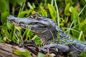 The caiman is on a log