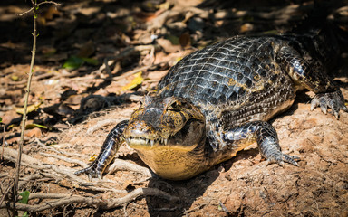 caiman in nature