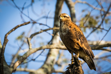 savanna hawk