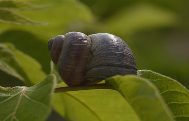 Pusta muszelka © Jakub
