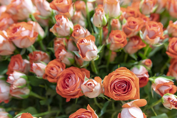 Beautiful, fresh orange roses on a background of green leaves.