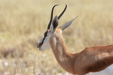Springbock (antidorcas marsupialis) im Etosha Nationalpark (Namibia)