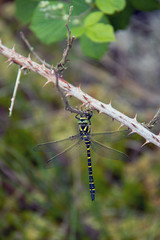 Golden ringed dragonfly