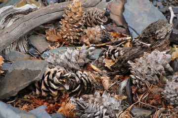 Pine cones on the ground