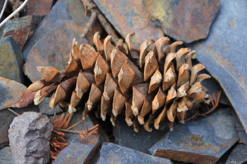 Isolated pine cone laying on colorful granite rocks