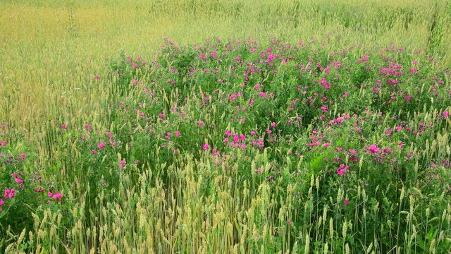 pink Wildflowers grow on a wheat field