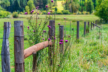 fense line flowers 