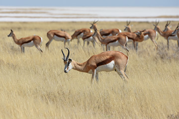 Springbockherde (antidorcas marsupialis) im Etosha Nationalpark in Namibia